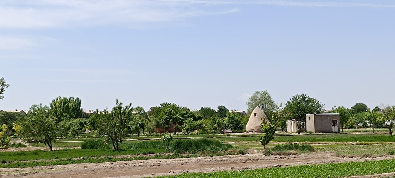 محصول سالم سبزیجات برگی جعفر دایی در حکم آباد